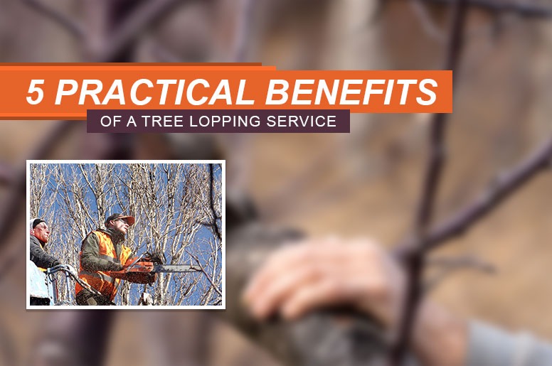 benefits of a tree lopping service
