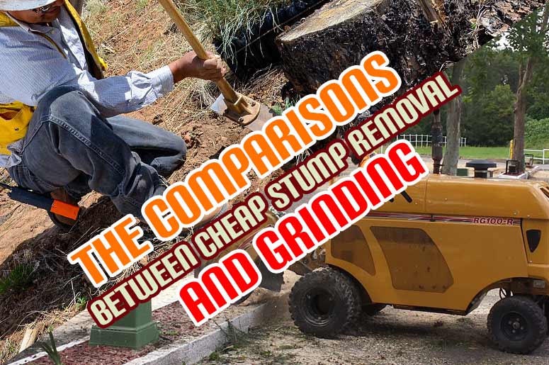 cheap stump removal and grinding