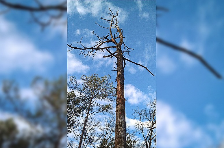 dead wooding service