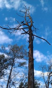 dead wooding service