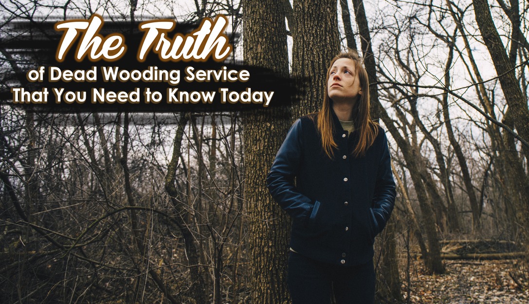 The Truth of Dead Wooding Service That You Need to Know Today