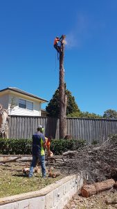 emergency tree removal