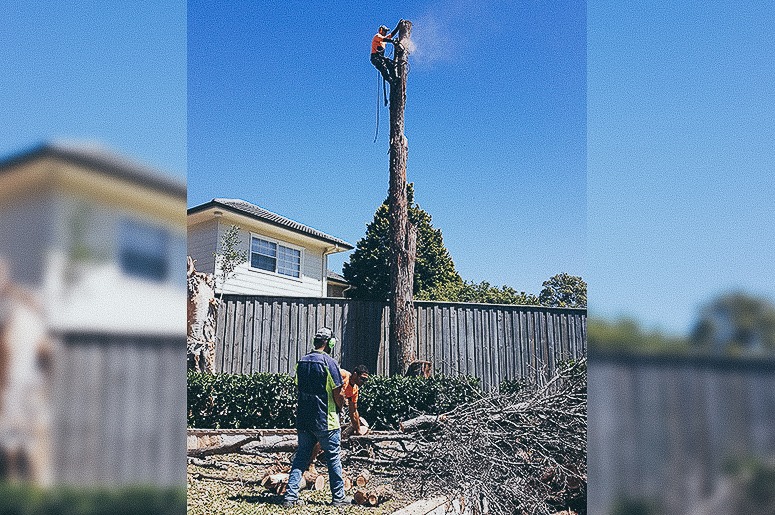 emergency tree removal
