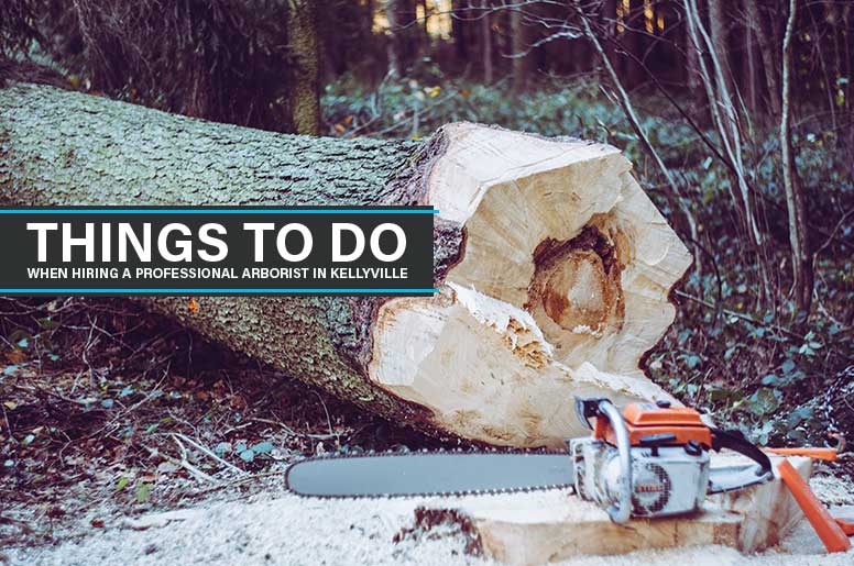 professional arborist in kellyville