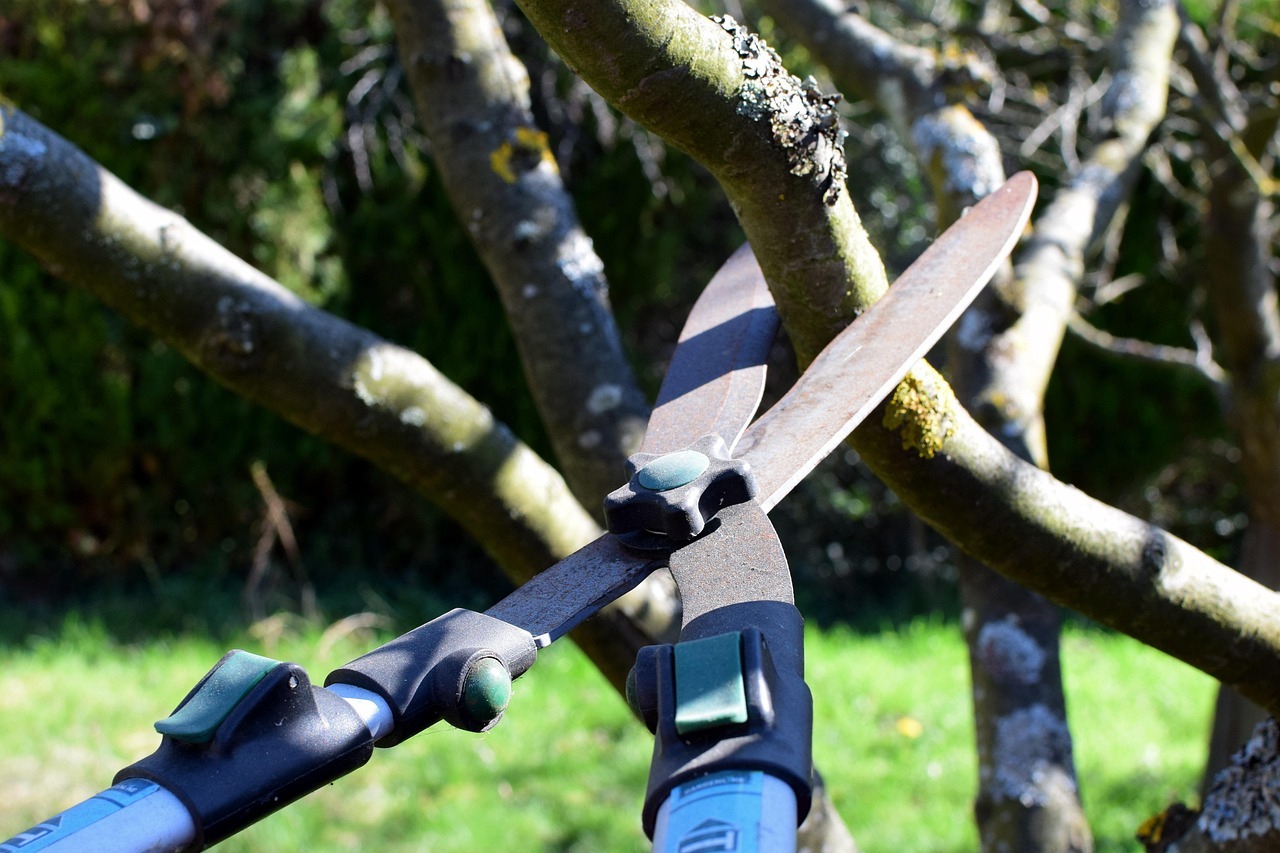 tree pruning