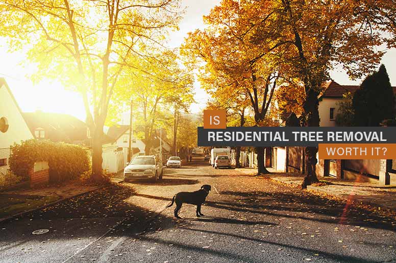 residential tree removal