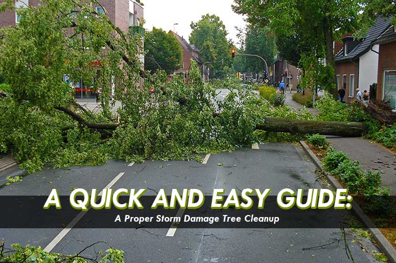 Storm Damage Tree Cleanup