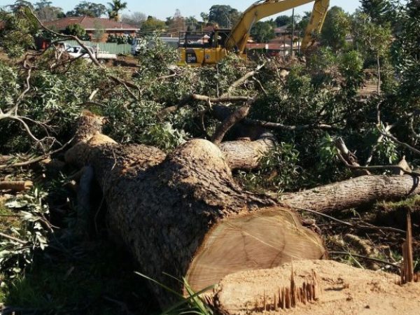 stump-removal-hornsby1