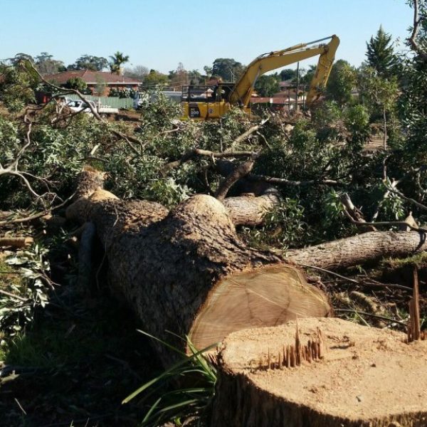 stump-removal-hornsby1