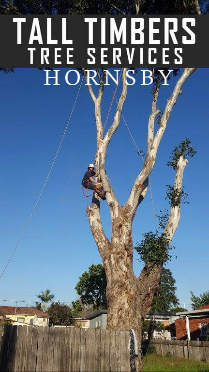 Tall Timbers Tree Services Hornsby