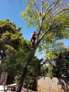 tree cutting service