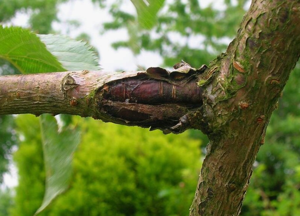 Tree Diseases in Australia