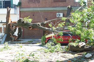 Tree Felling Services Hornsby