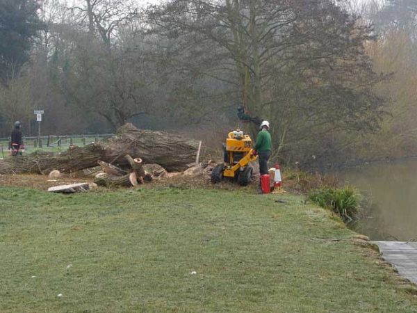 tree-felling-compressed