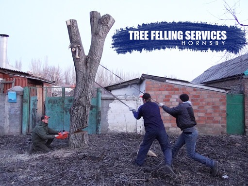 Tree Felling Services Hornsby