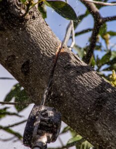 TREE LOPPING