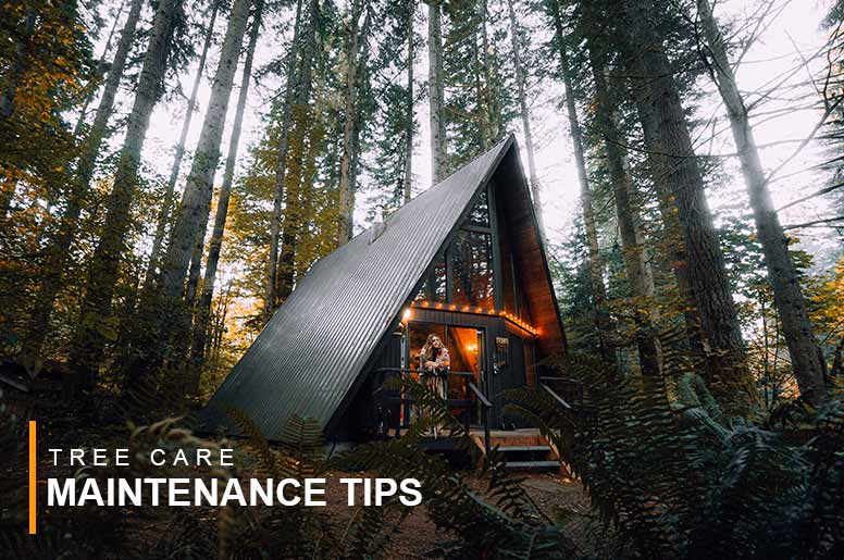 tree maintenance tips