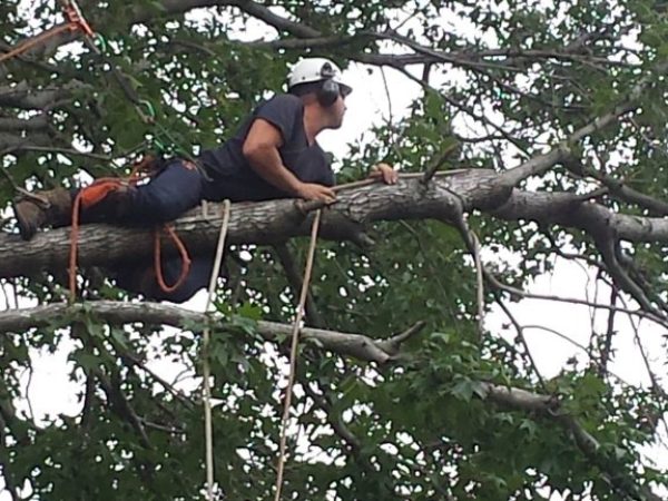 tree-pruning-pymble