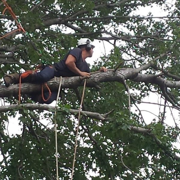 tree-pruning-pymble