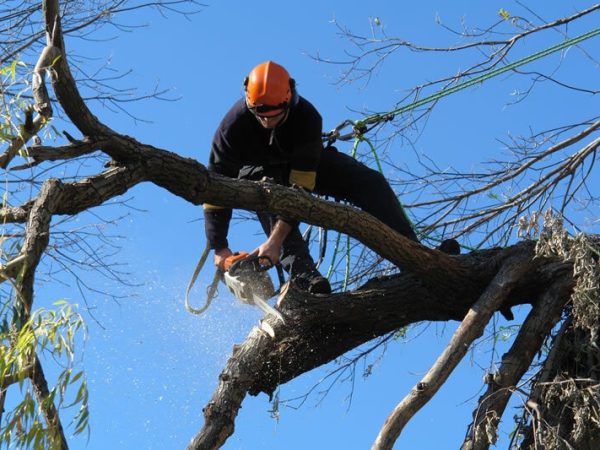tree-pruning-ryde-2