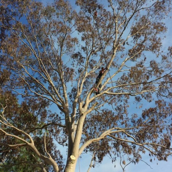 tree-pruning-ryde