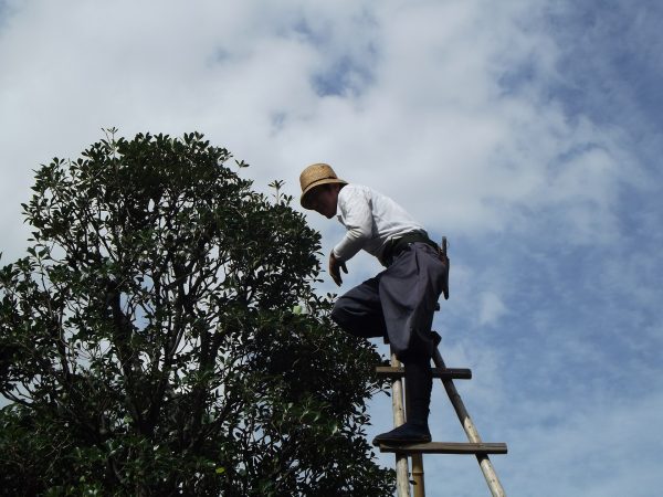 tree pruning services sydney