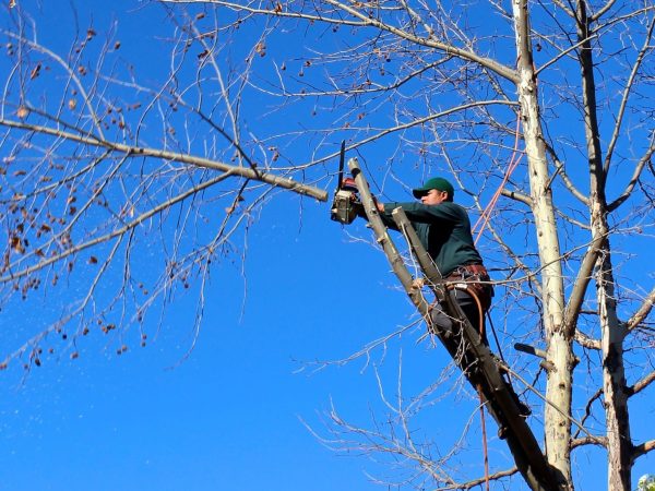 tree-service