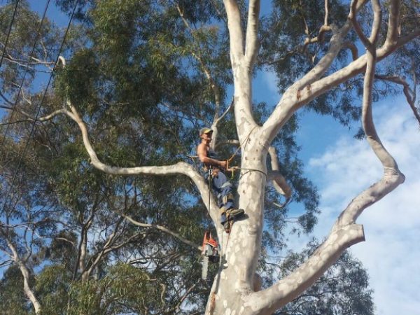 tree-shaping-hornsby (1)
