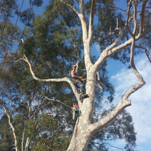 tree-shaping-hornsby (1)