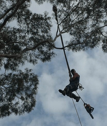 tree-shaping-hornsby-compressed