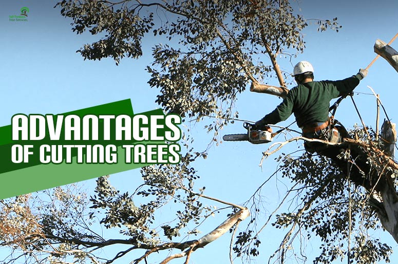 advantages-of-cutting-trees