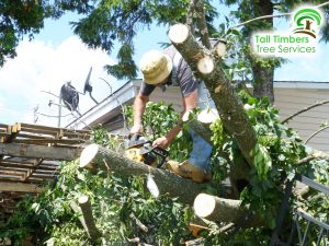 Tree Removal Service Hornsby