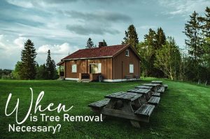 when is tree removal necessary