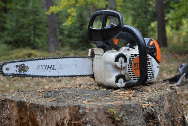 Do Your Trees Need Pruning In Summer?