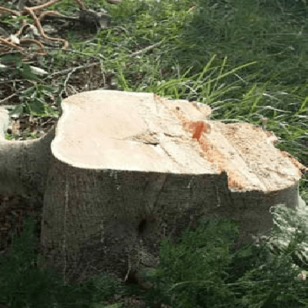 STUMP-REMOVAL-SERVICE.png