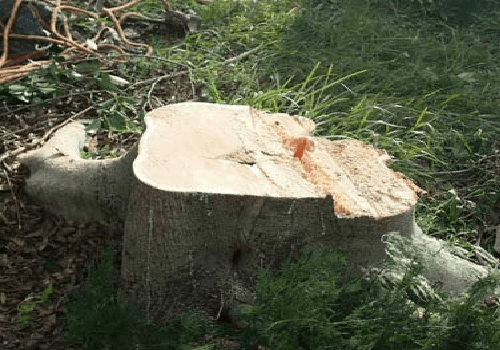STUMP-REMOVAL-SERVICE.png