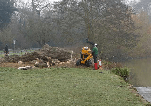 TREE-FELLING-SERVICE.png