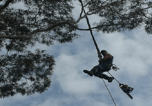 TREE-PRUNING-SERVICE.png