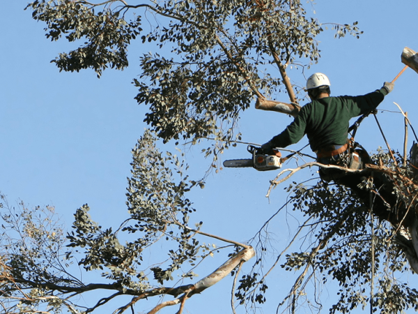 tree_removal.png