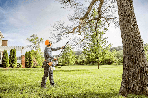 Tree Preparation Strategies