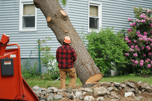 Preventing Regrowth After Tree Removal